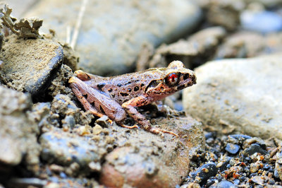 Small Frog, Sideways