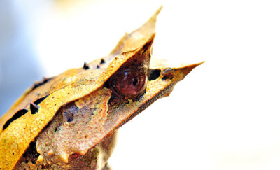 Frog Profile