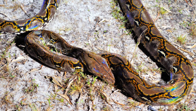 Snake of Brunei
