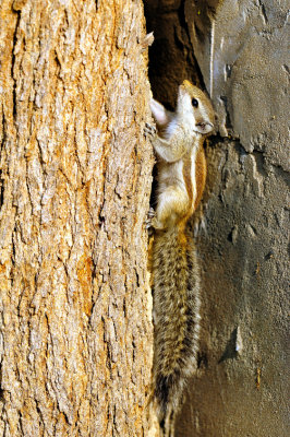 Indian Squirrel With Flury Tail