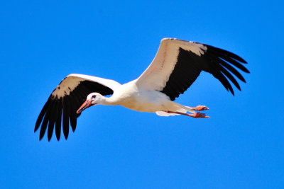 White StorkInflight