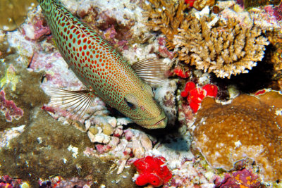 Grouper in the Coral