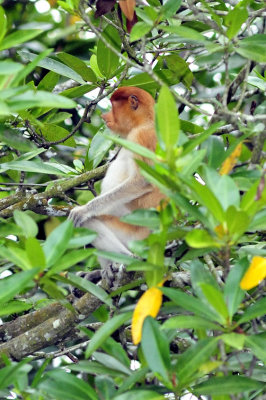 Proboscis Monkey Beautiful Profile