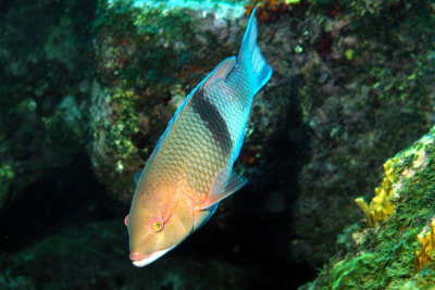 Blackbar hogfish - Bodianus speciosus