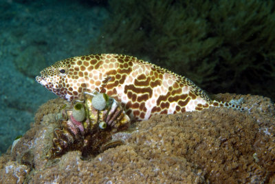 Honeycombed Grouper 