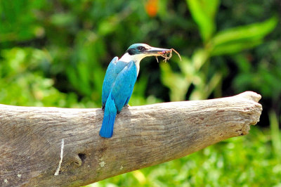 Collared Kingfisher with Lunch