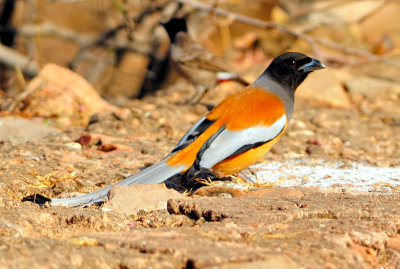 Orange Bird, Rufous Treepie (Dendrocitta vagabunda) 