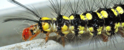 Caterpillar Profile