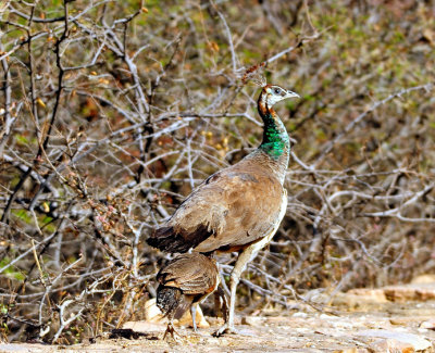 Wild, Female Peacock With Chick