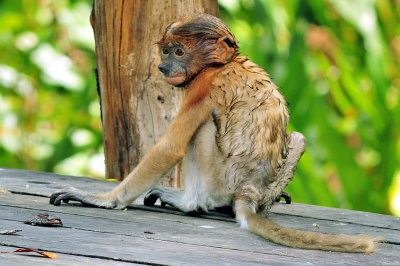 Newly Born Proboscis Monkey 1st Adventures