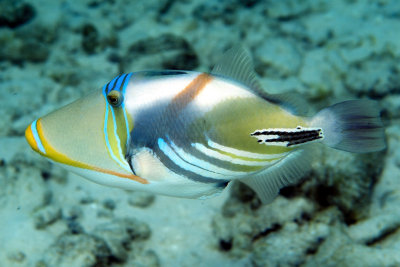 Maledivian Picasso Triggerfish 