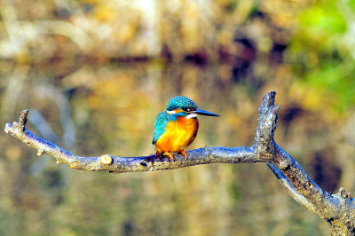 Kingfisher Enjoying Winter Sun