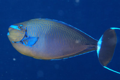 Bignose Unicornfish in The Blue...