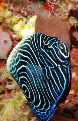 Curious Juvenile Angelfish