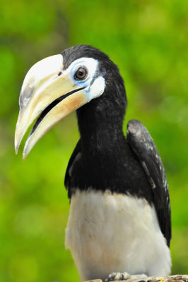 Female Hornbill Big Eyelashes