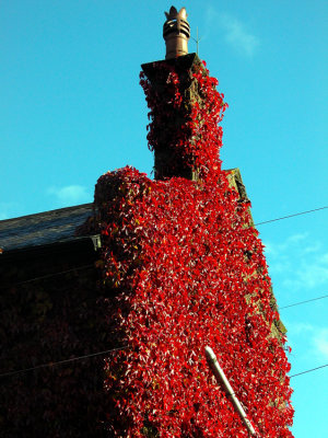 Autumn Reds of England