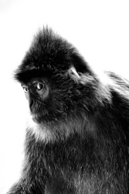 Silver Monkey's Profile B&W