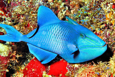 Odonus niger, Redtooth Triggerfish In Cave
