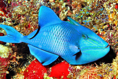 Odonus niger, Redtooth Triggerfish In Cave