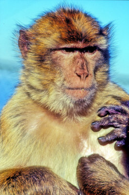 Gibraltar Monkey Portrait