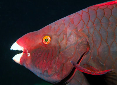 Red Parrotfish Mouth Open 