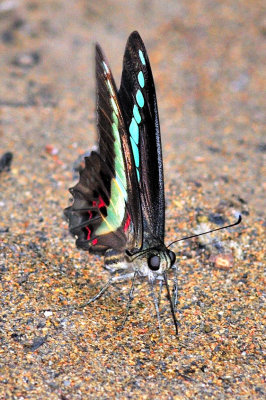 Green Wings Frontal