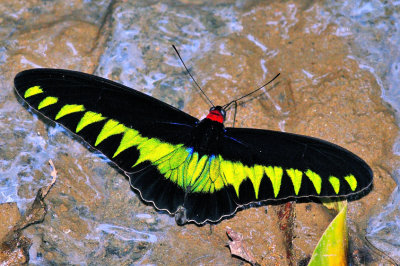 Raja Brooks, The Queen of the Butterflies