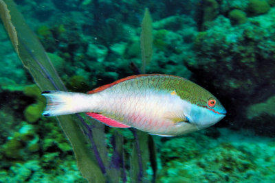 Parrotfish 