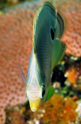 4 Eyed Butterflyfish Frontal