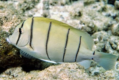 ConvictTang, Acanthurus triostegus