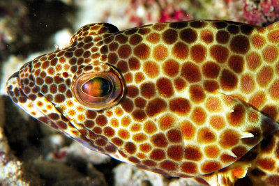 Reflections On An Eye: Honeycomb Grouper 