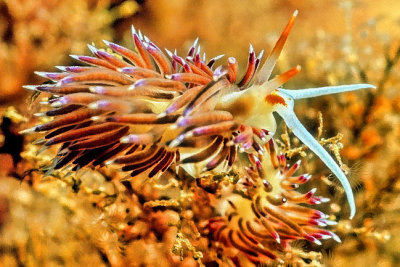 Arrow Nudibranch