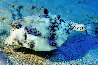 Boxfish on the Sand   