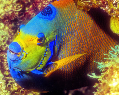 Queen Angelfish: Unreal Colours On Film 