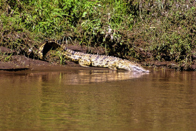 Imposing Crocodile