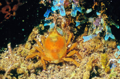Minute Golden Crab w/ Fluorescent Algae