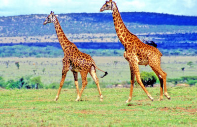 Giraffes Running 