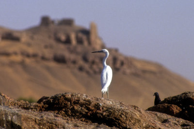 Egret Looking At the Ruins Of A Magnificent Past