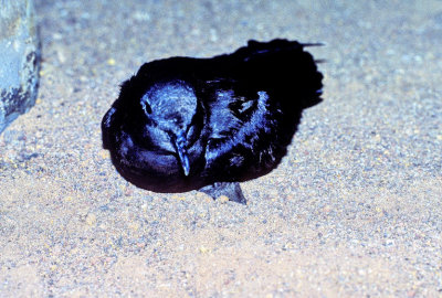 Alma Negra, Bulwer's Petrel (Bulweria bulwerii) 