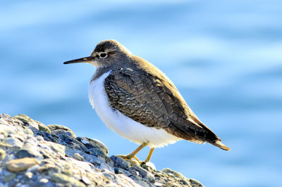 Common Sandpiper (Actitis hypoleucos), Watching Airplanes Take Off