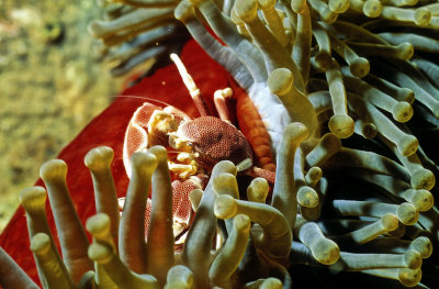 Porcelain Crab Hidding Behind Club Tipped Anemone 