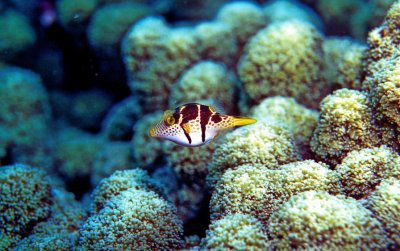 Pufferfish Hovering Over Coral Reef 