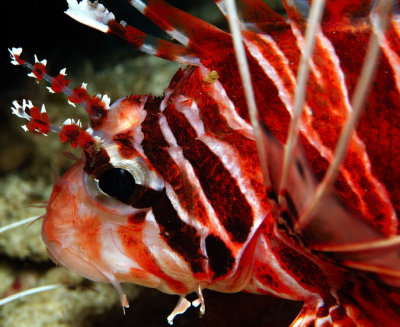 Pterois Radiata Portrait 