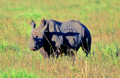 Black Rino, Looking at Us, Early Morning 