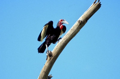 Southern Ground-hornbill (Bucorvus leadbeateri) On a Tree