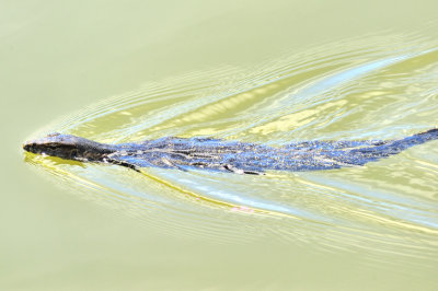 Monitor Lizard, A Great Swimmer