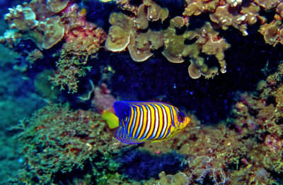 Peacock Angelfish