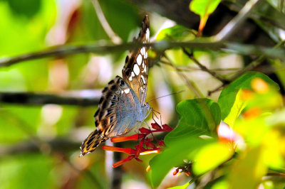 Borneo Butterfly