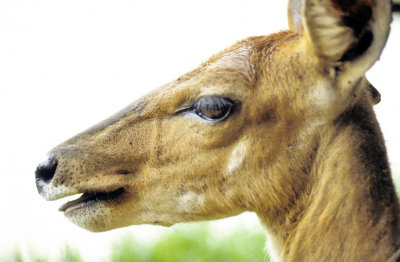 Too Close: Lesser Kudu, 'Tragelaphus imberbis' Female,