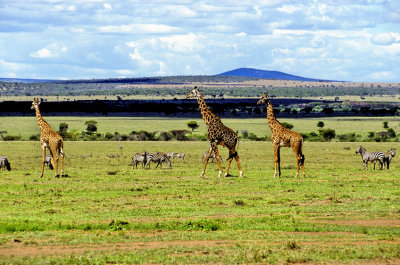 Giraffes and Zebra 